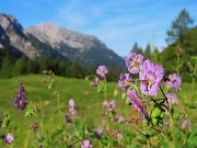 Baite di Mezzeno-Lago Branchino, festa di fiori-22giu26- FOTOGALLERY